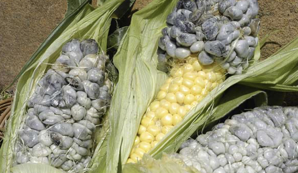 Huitlacoche growing on the corn cob. Image c/of farmandtable.com